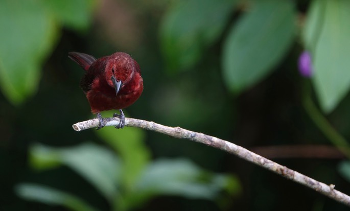 Tanager, Silver-beaked18-3