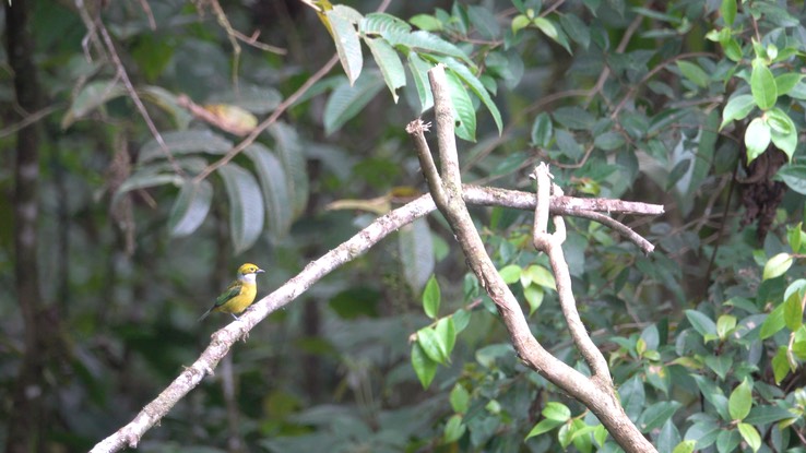 Tanager, Silver-throated (Cerro Montezuma, Colombia)