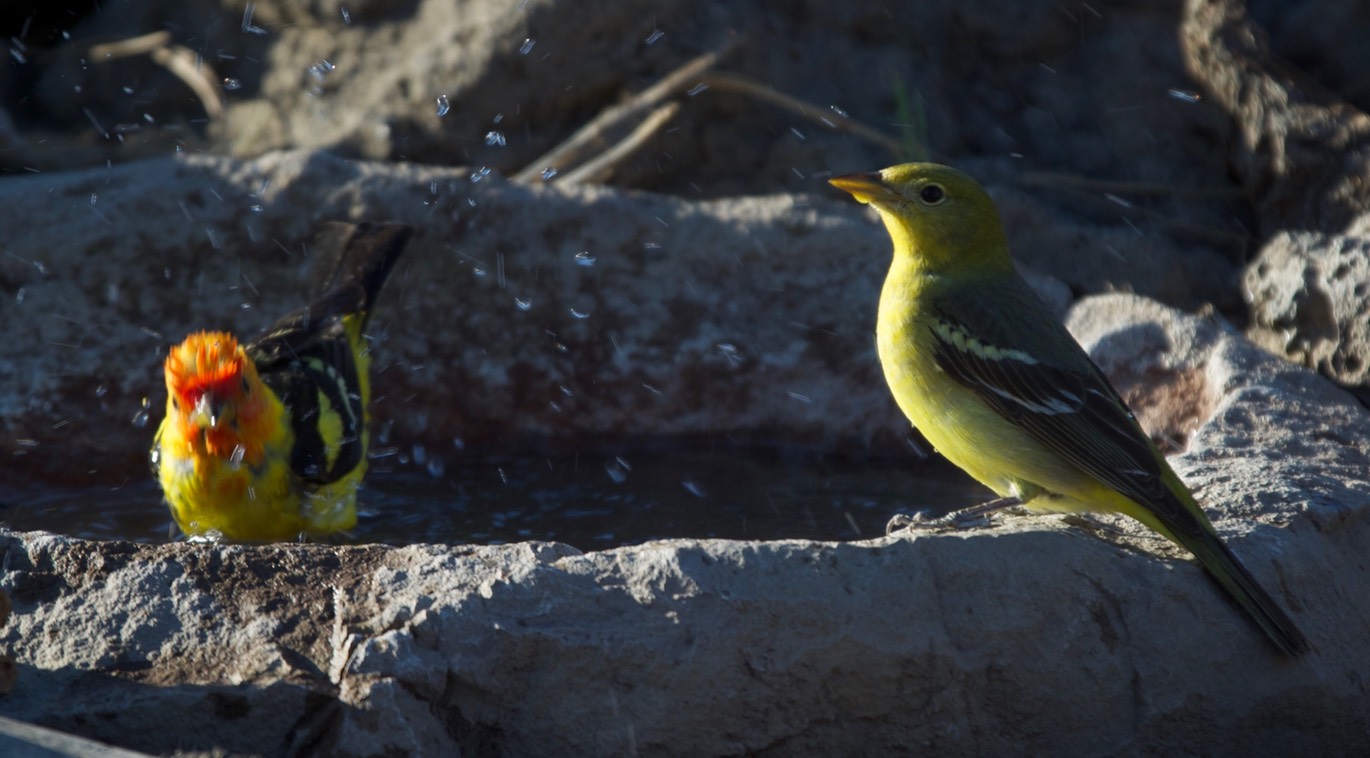 Tanager, Western 1