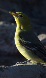 Tanager, Western2