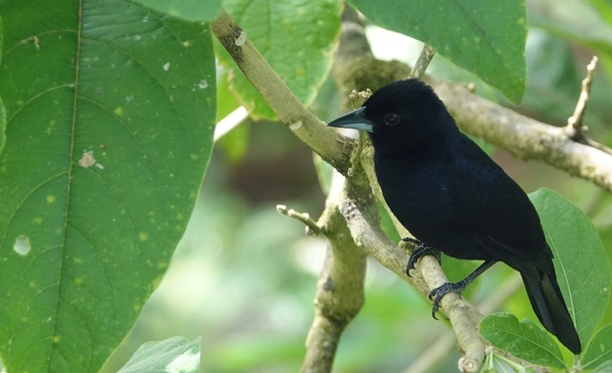 Tanager, White-lined 1