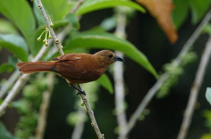 Tanager, White-lined 8