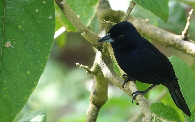 Tanager, White-lined2