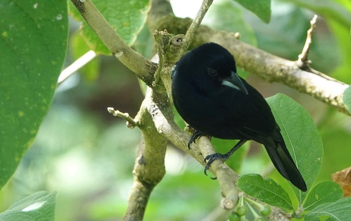 Tanager, White-lined3