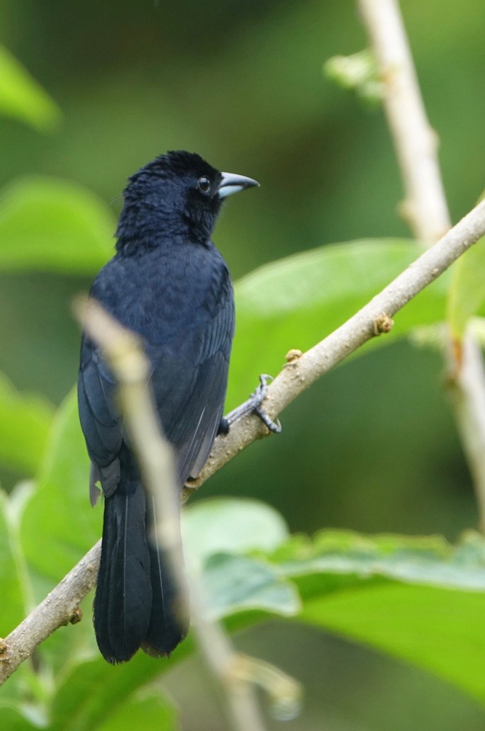 Tanager, White-lined4