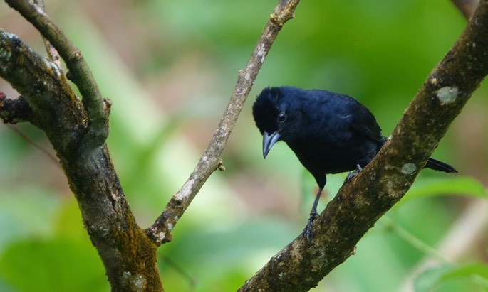 Tanager, White-lined5