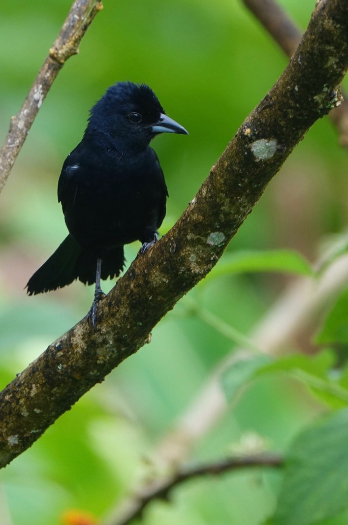 Tanager, White-lined6