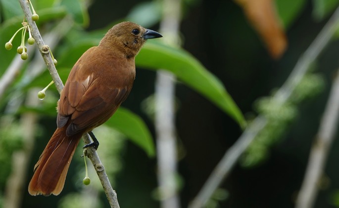 Tanager, White-lined7