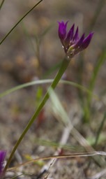 Taper-tip Onion, Allium acuminatum2