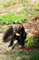 Tayra 3