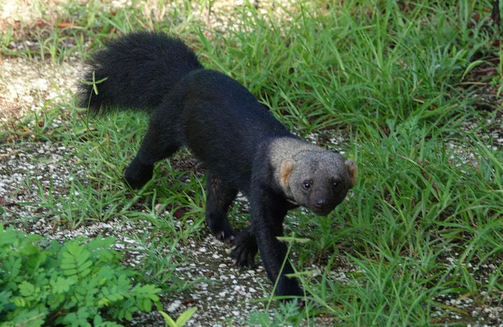 Tayra - Eira barbara