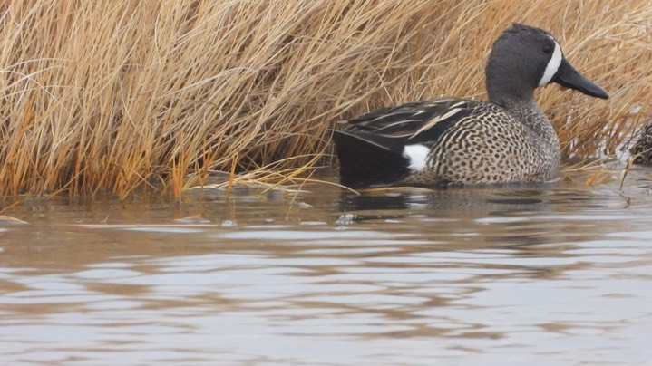 Teal, Blue-winged - Kansas 2022 7