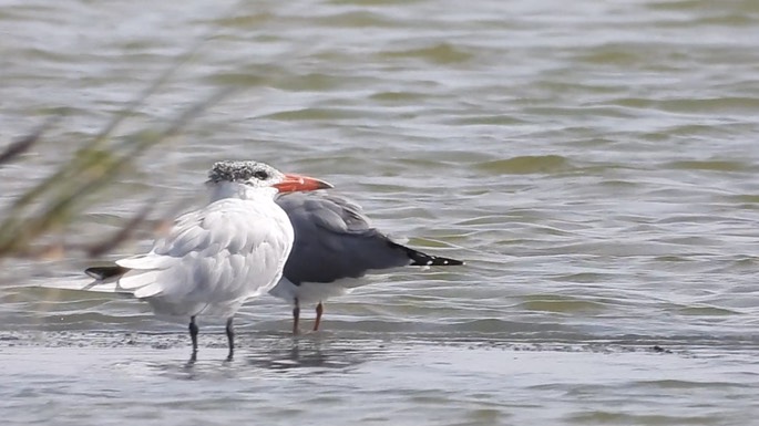 Tern, Caspian 1