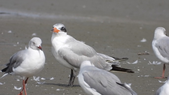 Tern, Caspian 3