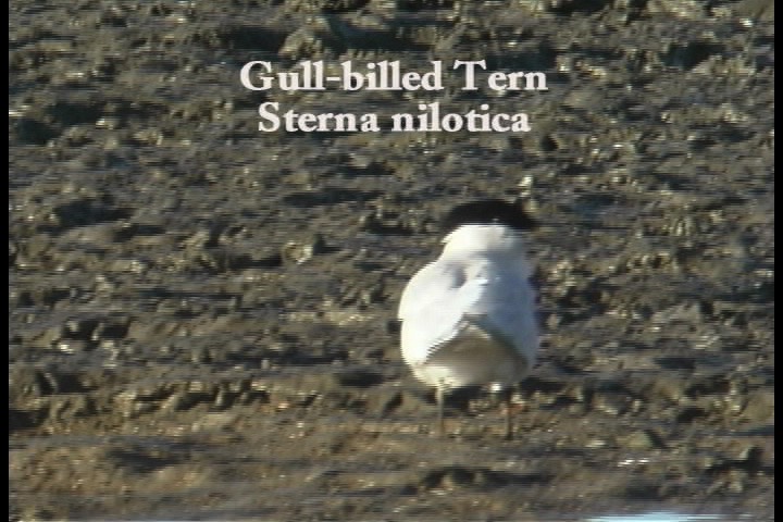 Tern, Gull-billed 1