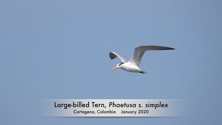 Tern, Large-billed (Colombia) 1