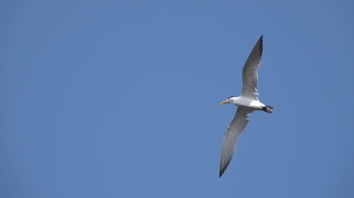 Tern, Large-billed (Colombia) 2