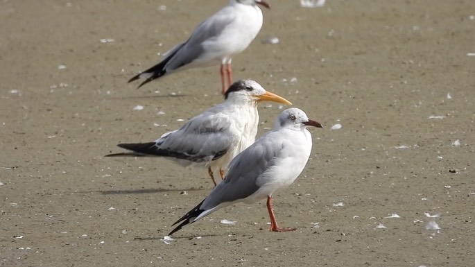 Tern, Lesser Crested 1