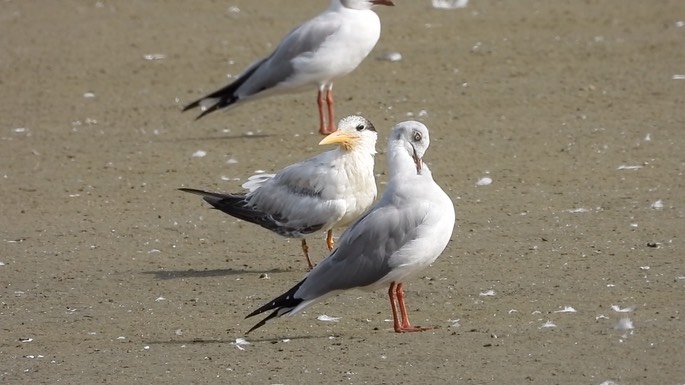 Tern, Lesser Crested 2