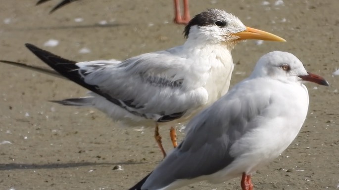 Tern, Lesser Crested 3