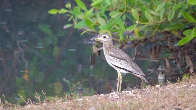 Thick-knee, Senegal 10