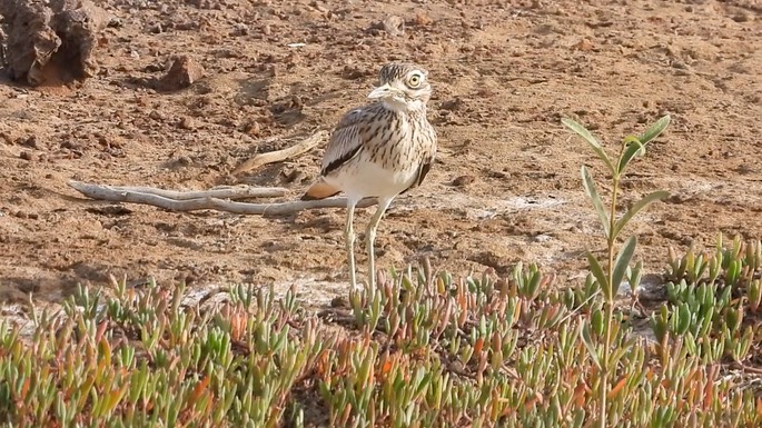 Thick-knee, Senegal 2