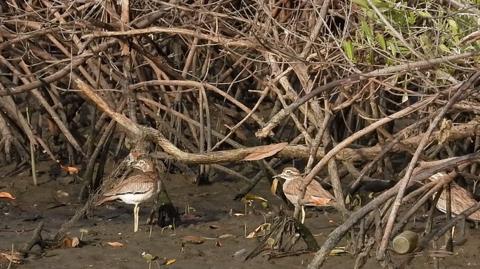 Thick-knee, Senegal 3