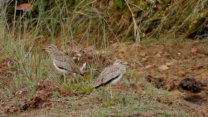 Thick-knee, Senegal 4