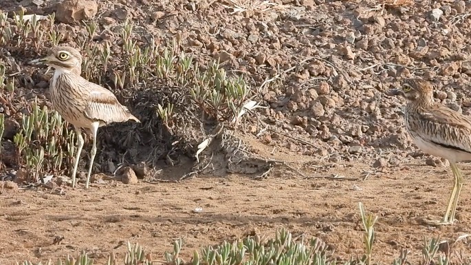 Thick-knee, Senegal 5