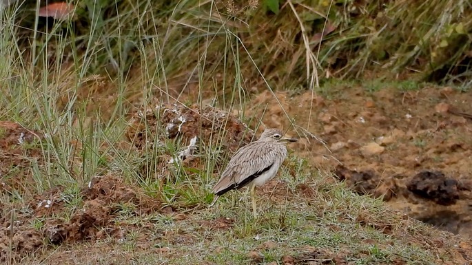 Thick-knee, Senegal 6