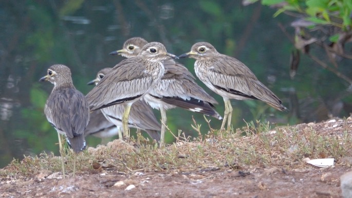 Thick-knee, Senegal 7