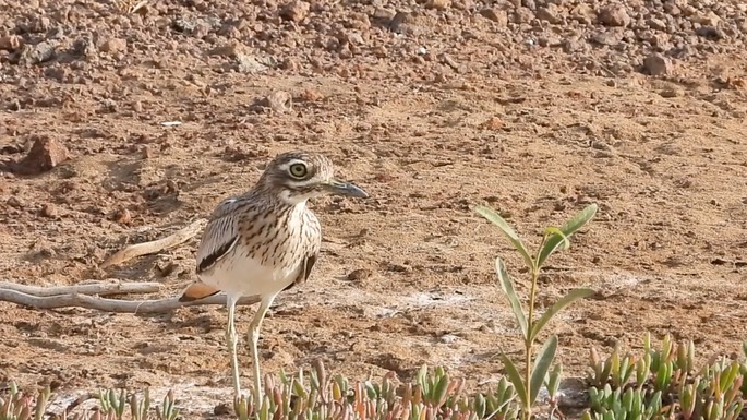 Thick-knee, Senegal 8