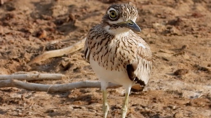 Thick-knee, Senegal 9