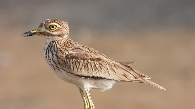 Thick-knee, Senegal