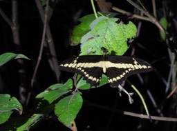 Thoas Swallowtail 4