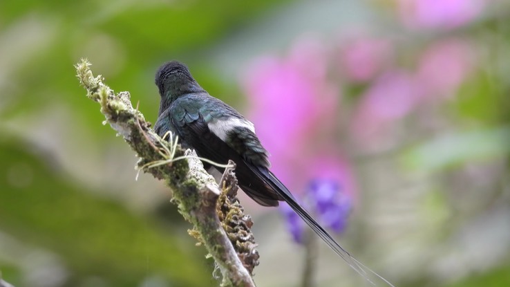 Thorntail, Green (Cerro Montezuma, Colombia) 1