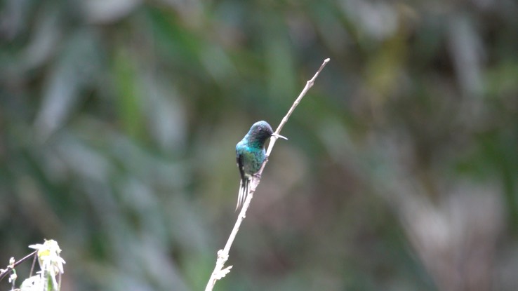 Thorntail, Green (Cerro Montezuma, Colombia) 2