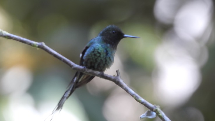 Thorntail, Green (Cerro Montezuma, Colombia)