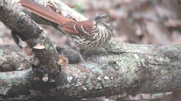 Thrasher, Brown (Texas) 1