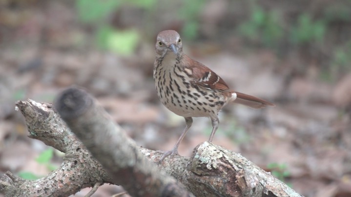 Thrasher, Brown (Texas)