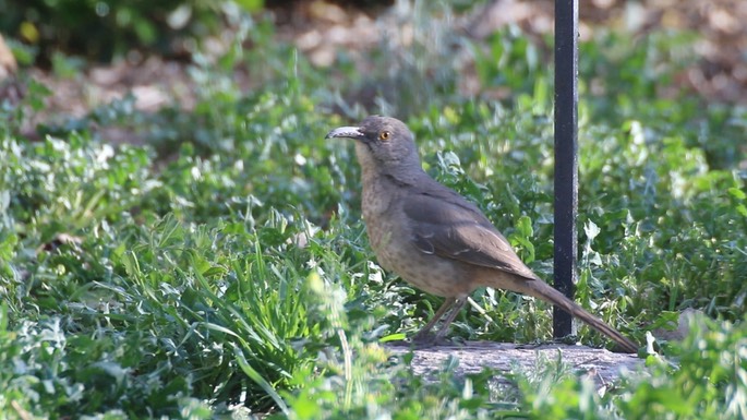 Thrasher, Curve-billed