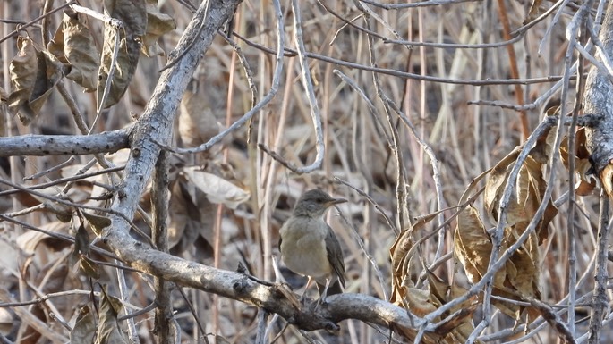 Thrush, African  - Senegal 1