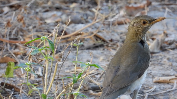 Thrush, African  - Senegal 3