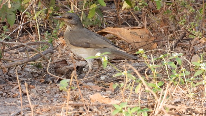 Thrush, African  - Senegal 4