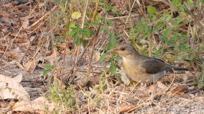 Thrush, African  - Senegal 5