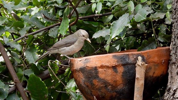 Thrush, African 1