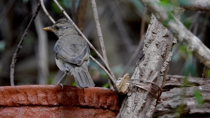 Thrush, African 2