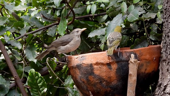 Thrush, African 3