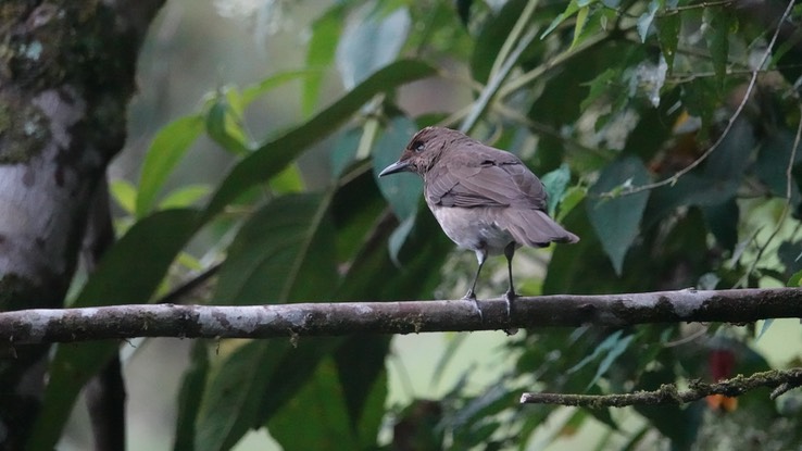 Thrush, Black-billed1