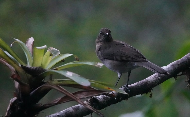 Thrush, Black-billed2